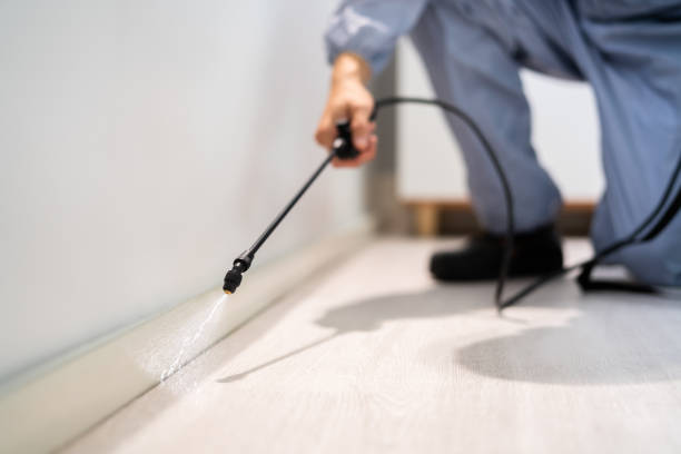 Licensed Wasp Control service in Avenue B and C, AZ - Nex Pest Control